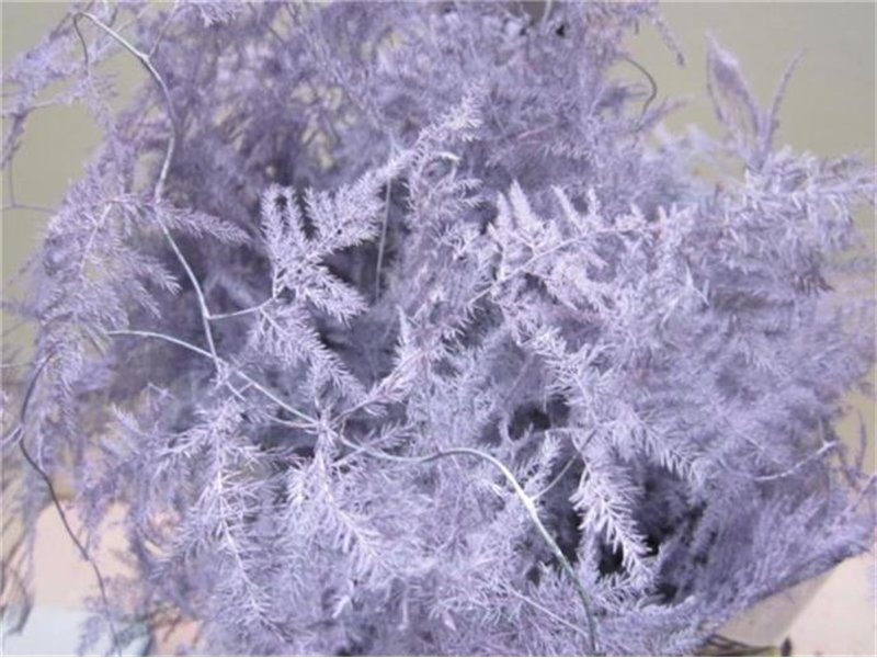 Asparagus Extra feather Ice Blue c242