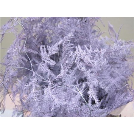 Asparagus Extra feather Lavender c243