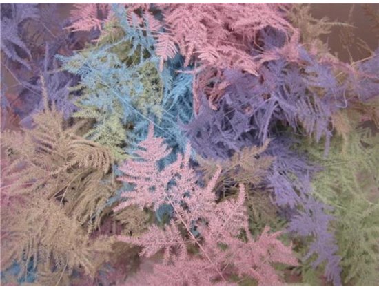 Asparagus Extra feather Orange c248