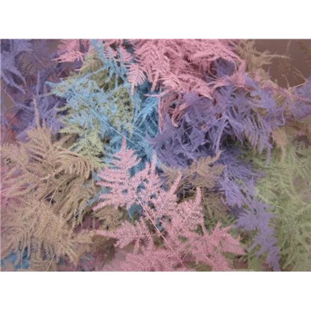 Asparagus Extra feather Orange c248