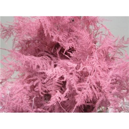 Asparagus Extra feather Red c253