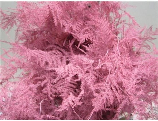 Asparagus Extra feather Rose c254