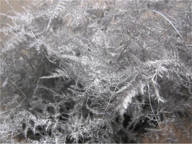 Asparagus Extra feather Silver c258