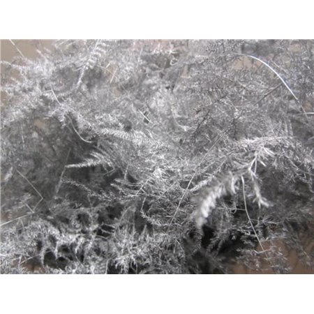 Asparagus Extra feather Silver c258