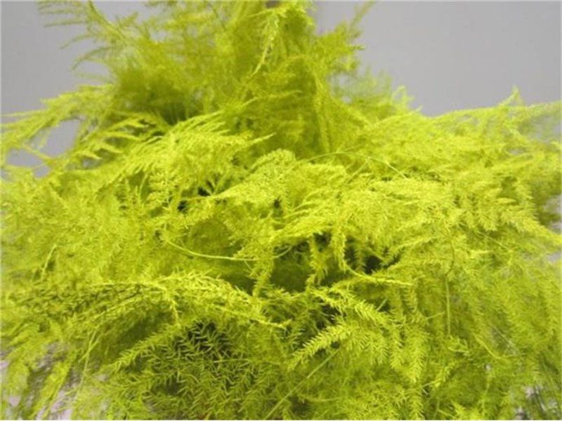 Asparagus Extra feather White c261