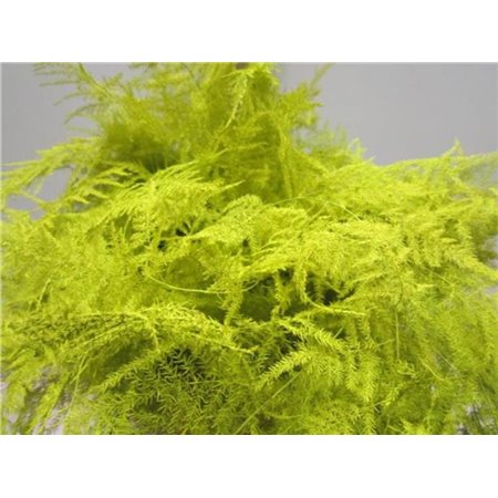 Asparagus Extra feather White c261