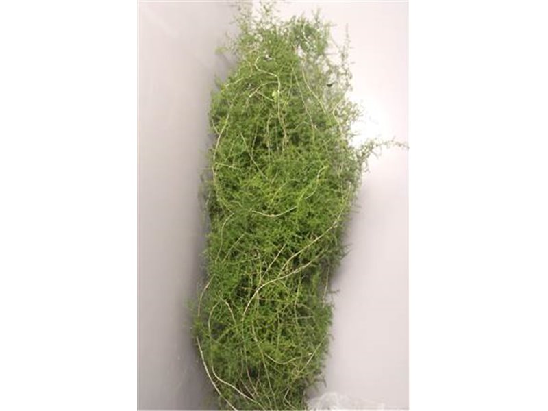 Asparagus Extra feather Yellow c263