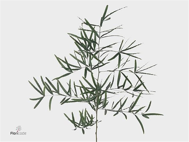 Asparagus Falcatus c267