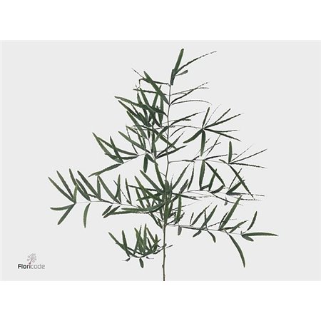 Asparagus Falcatus c267