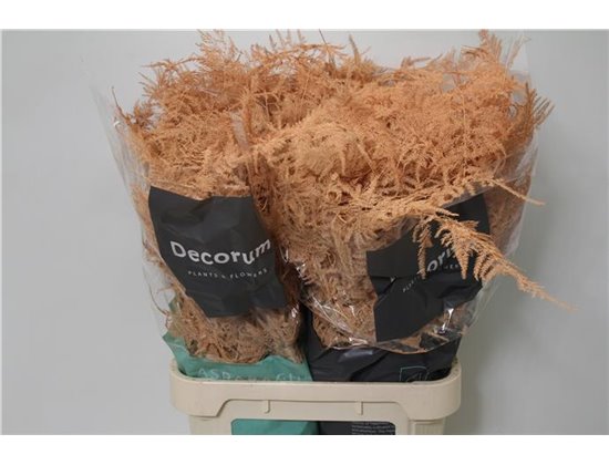 Asparagus Falcatus c268