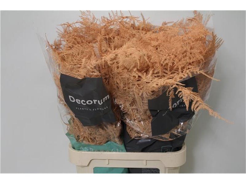 Asparagus Falcatus c268