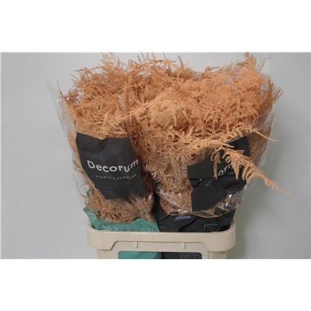 Asparagus Falcatus c268