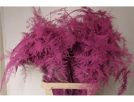 Asparagus Long Cerise c271