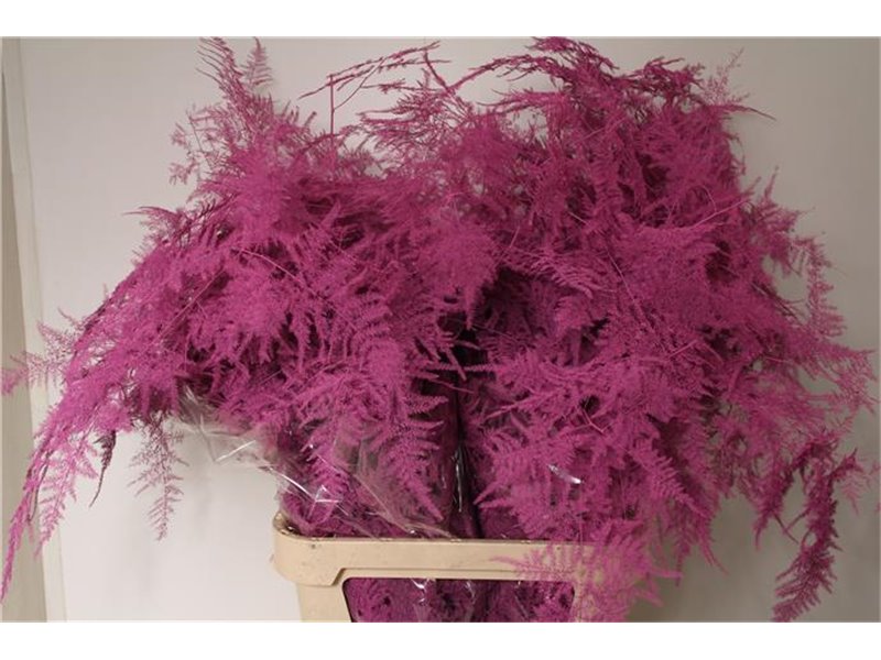 Asparagus Long Cerise c271