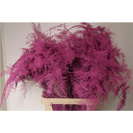 Asparagus Long Cerise c271