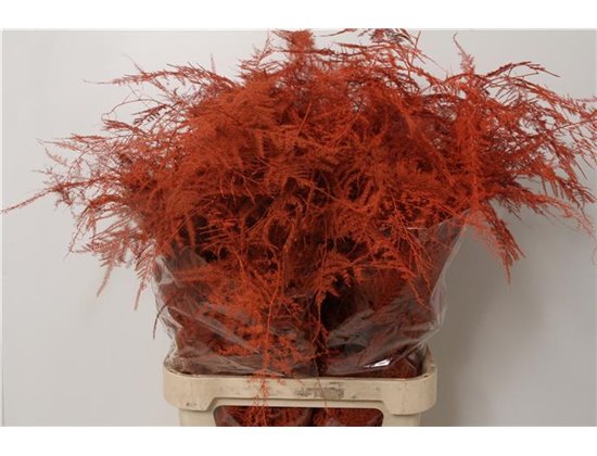 Asparagus Long Cerise c272