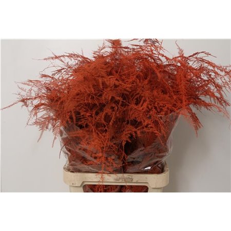 Asparagus Long Cerise c272