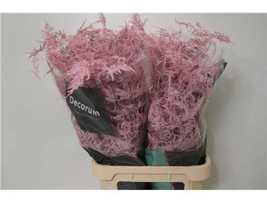 Asparagus Long Pale Milka c275