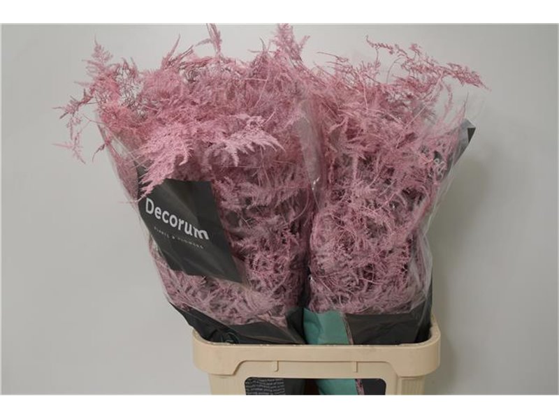 Asparagus Long Pale Milka c275