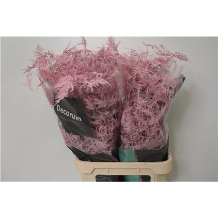 Asparagus Long Pale Milka c275