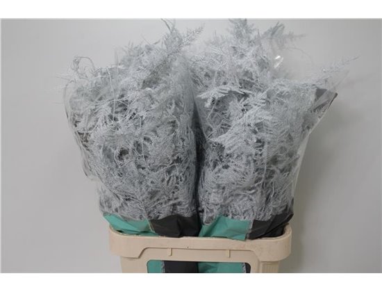 Asparagus Long Pale Rose c276