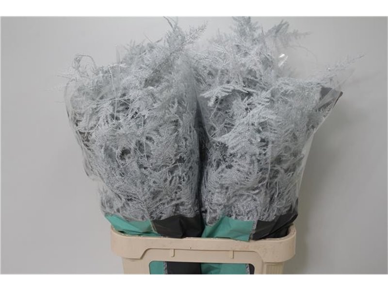 Asparagus Long Pale Rose c276