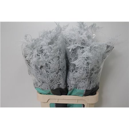 Asparagus Long Pale Rose c276