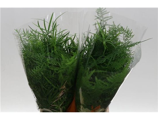 Asparagus Mix Bunch c278