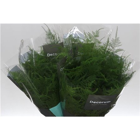 Asparagus Setac Eerste feathers c281