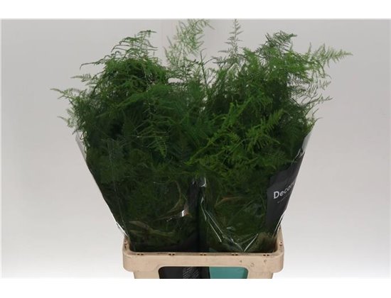 Asparagus Setac Extra feathers c282