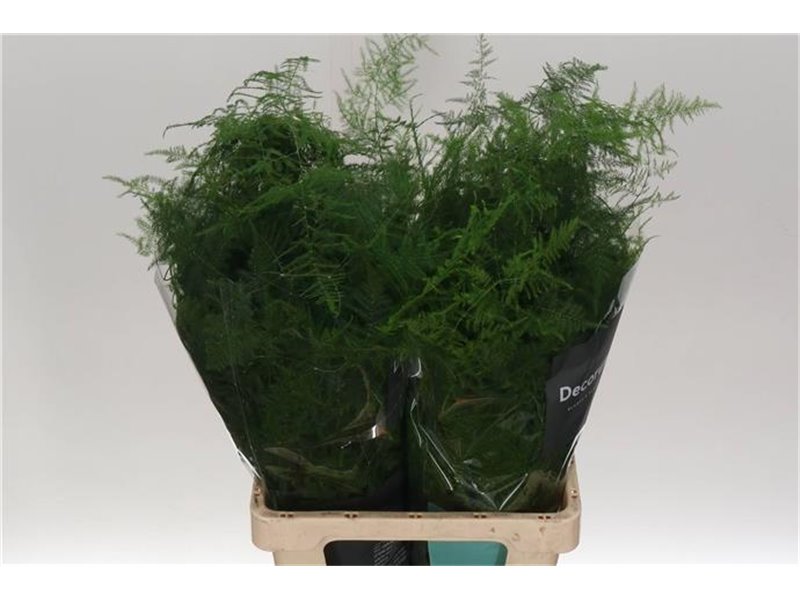 Asparagus Setac Extra feathers c282