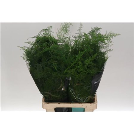 Asparagus Setac Extra feathers c282