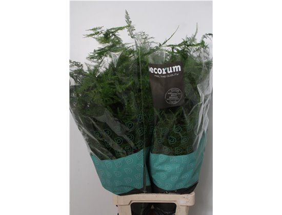 Asparagus Setac Long Getopt c283