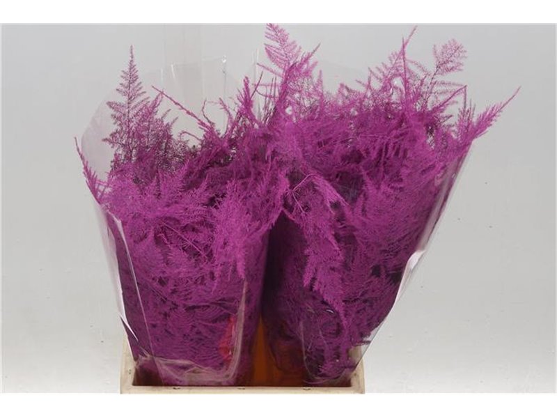 Asparagus Short Cerise c286