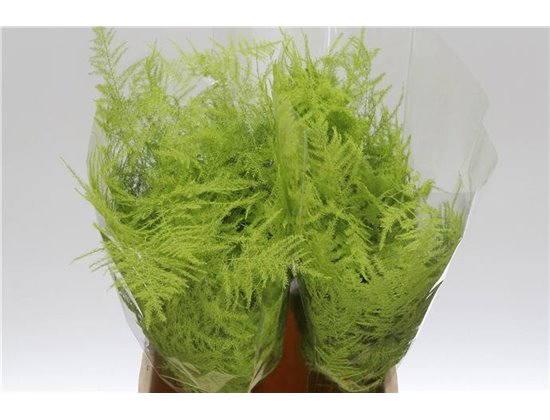 Asparagus Short Mint c287