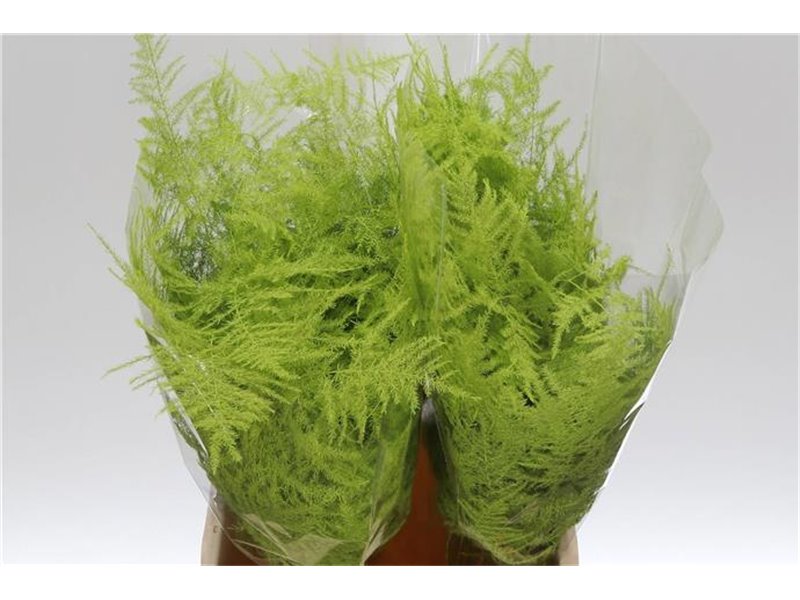 Asparagus Short Mint c287