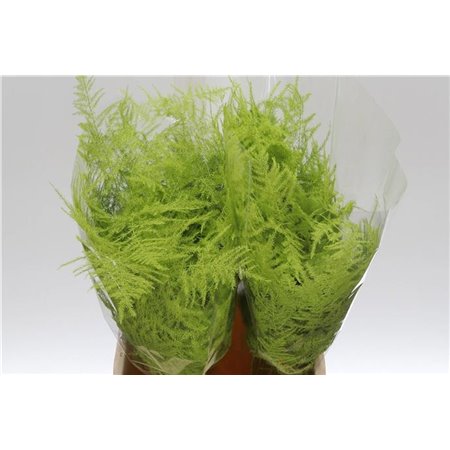 Asparagus Short Mint c287