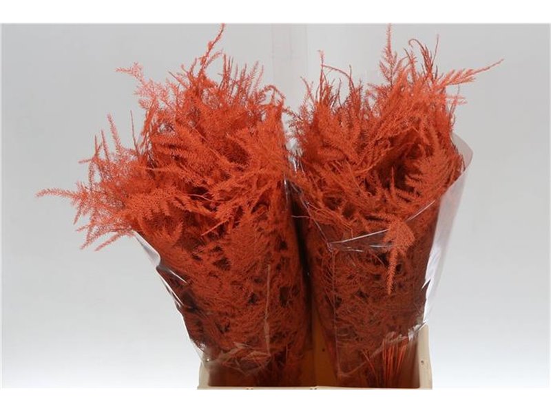 Asparagus Short Orange c289