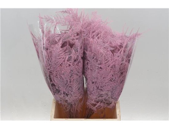 Asparagus Short Pale Rose c291