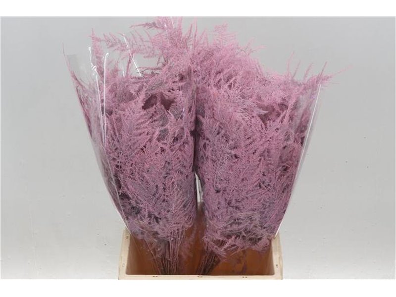 Asparagus Short Pale Rose c291