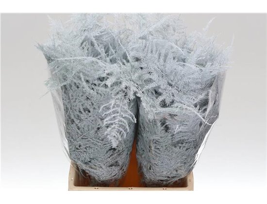 Asparagus Short White c292