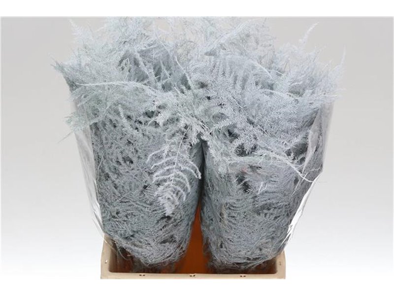 Asparagus Short White c292