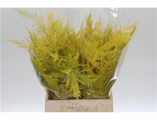 Asparagus Short Yellow c293