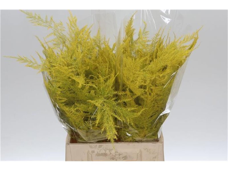 Asparagus Short Yellow c293