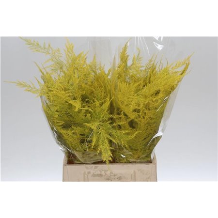 Asparagus Short Yellow c293