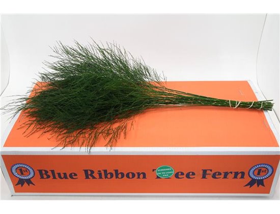 Asparagus Treefern x30 (p. bunch) c294