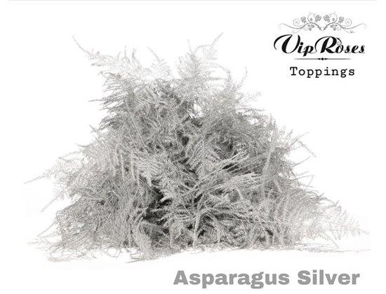 Asparagus Various 1e feathers Red c305