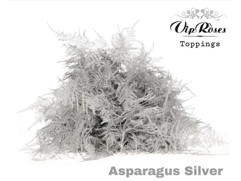 Asparagus Various 1e feathers Red c305