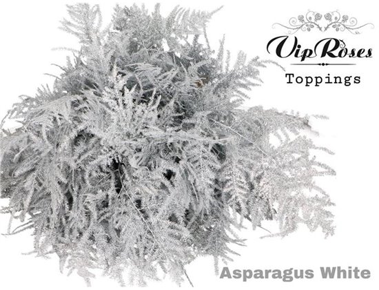 Asparagus Various 1e feathers Silver c307