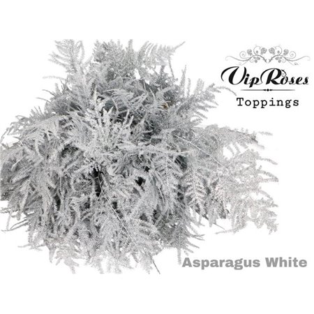 Asparagus Various 1e feathers Silver c307